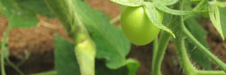 3 pomodoro verde