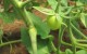 3 pomodoro verde
